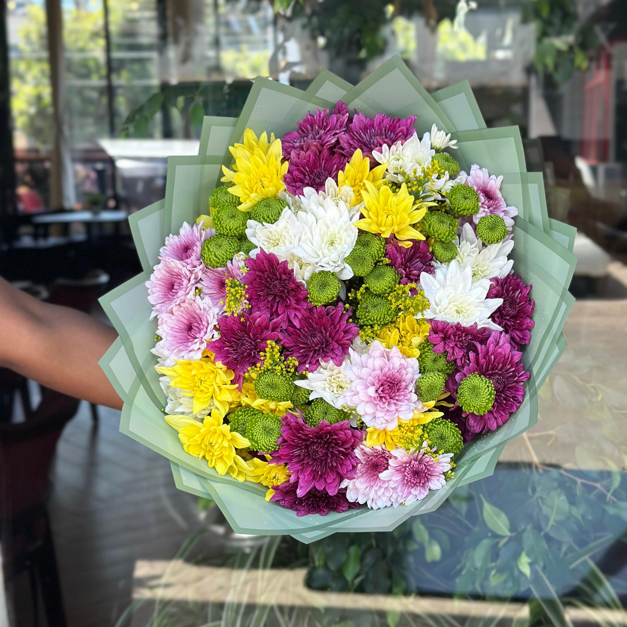 Chrysanthemum Shine